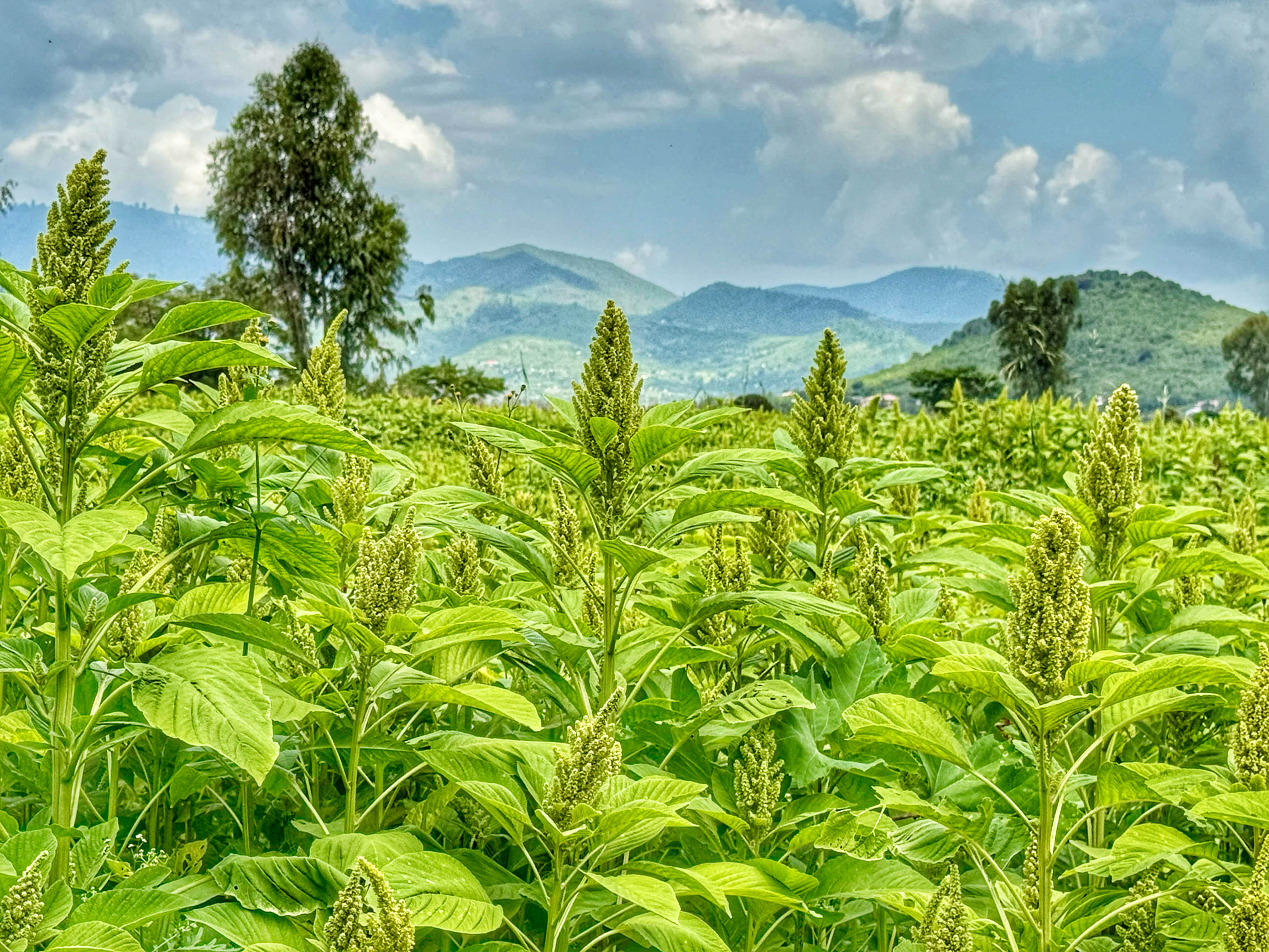 Crop Diversification